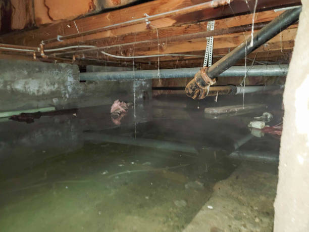 Best Flood damage cleanup  in South Miami, FL